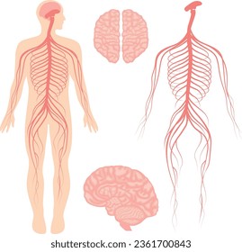 Human brain and central and peripheral nervous system for doctors and surgeons isolated on white background