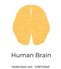 Human brain, cerebrum, flat vector icon, 