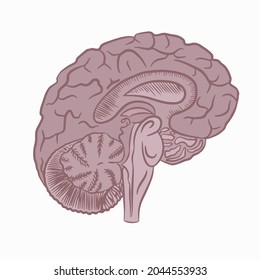 Human brain with circulatory system. Vector illustration. Isolated element on a white background.