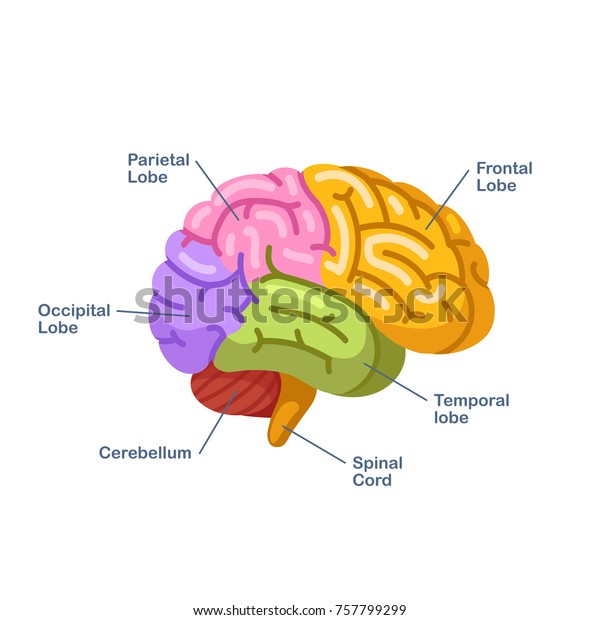 Featured image of post Cerebro Vetor Colorido Edit online options inside
