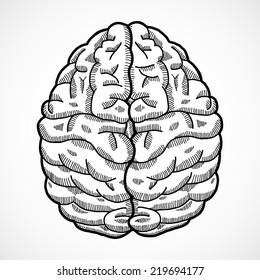 Human Brain Cortex Top View Sketch Isolated On White Background Vector Illustration