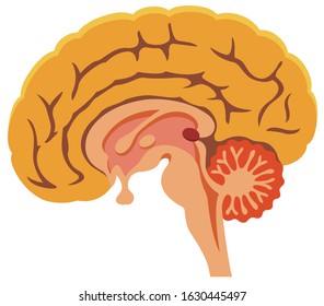 Human brain cross section against white background