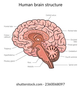 Estructura de corte transversal del cerebro humano diagrama de visión lateral ilustración esquemática vectorial. Ilustración de la ciencia médica