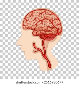 Ilustração vetorial esquemática do diagrama de visão lateral da estrutura da seção transversal do cérebro humano. Ilustração educacional de ciências médicas