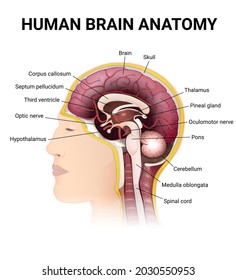 The human brain is cut in half in the sagittal plane, the location of the brain in the man's head, the structure of the brain from the inside - cerebrum, brainstem, cerebellum, and spinal cord