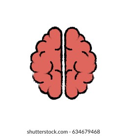 human brain design