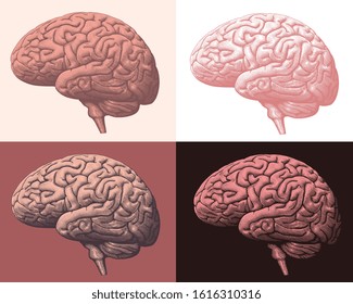 Human brain. Design set. Art detailed editable illustration. Vector vintage engraving. Isolated on different backgrounds. 8 EPS