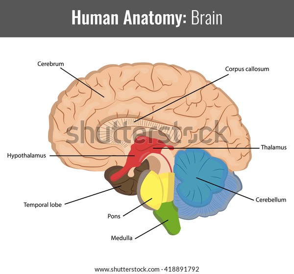 Human Brain Detailed Anatomy Vector Medical Stock Vector (Royalty Free