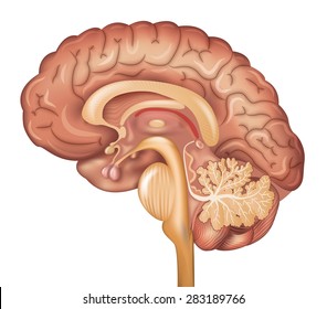 Human brain, detailed illustration. Beautiful colorful design, isolated on a white background.