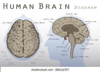 Human Brain Diagram