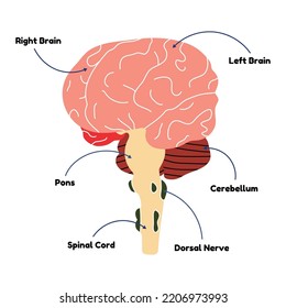 Human Brain Diagram, Flat Line Vector Style. Educational Medical Internal Organ Scheme, Anatomy, Biology, Cartoon Illustration, Physiology. Health, System, Body, Mind, Head, Intellect, Neurology, Art.