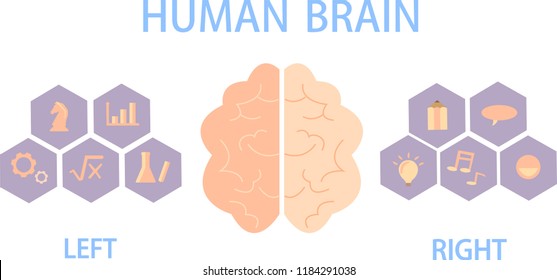 Human brain divide into left and right hemispheres for control of the body and behavior.