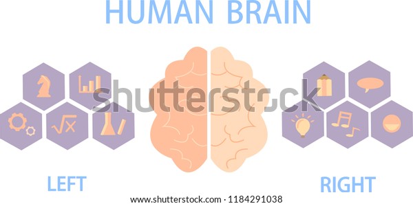 Human brain divide into left and right\
hemispheres for control of the body and\
behavior.
