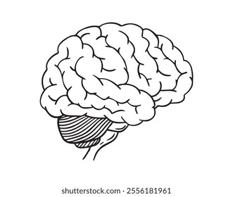 human brain doodle hand drawn icon. Outline drawing anatomy human brain line clipart symbol. Vector illustration