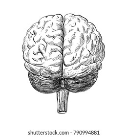 Human brain drawing in the white background, vector illustration.