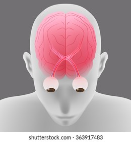 human brain and eyeball, optic nerve, top front view, vector illustration