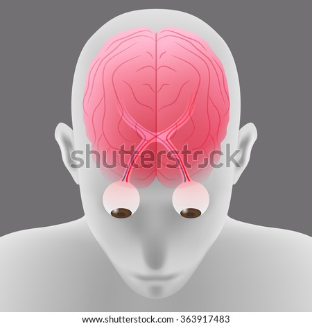 human brain and eyeball, optic nerve, top front view, vector illustration