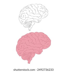 Human brain flat vector cartoon illustration on white background.