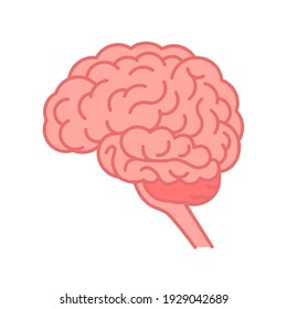 Human Brain. Flat Vector Illustration Isolated On White.