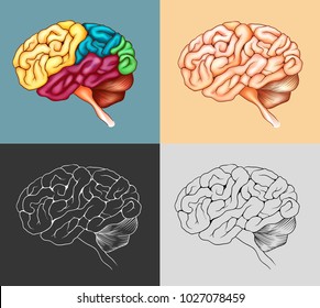 Human brain in four designs illustration