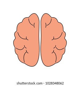 Human brain front view icon. Hnternal organs symbol. Vector illustration in cartoon style isolated on white background
