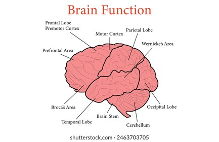 Human Brain Function Anatomy Cell Vector Diagram Illustration Design.