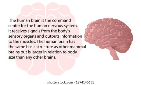 Human brain function vector. Internal organs functions vector design