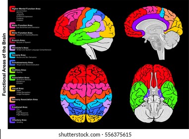 Human Brain Functional infographic including all areas and its functions structure diagram  lobes lateral sagittal superior inferior view frontal anatomical position anatomy science education vector