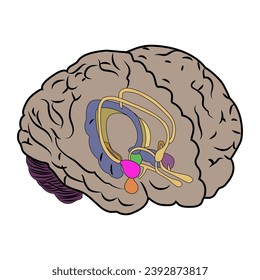 The human brain. The general scheme of the structure of the human brain. Vector image.