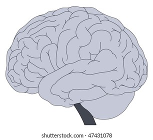 Human Brain Gray Color Stock Vector (Royalty Free) 47431078 | Shutterstock