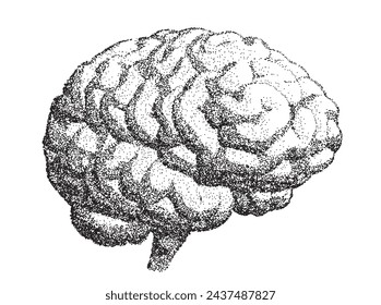 Menschliches Gehirn, Halbdrehung, isoliert auf weißem Hintergrund mit Stipple-Effekt. Vektorgrafik