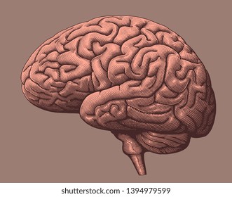 Human brain. Hand drawn engraving. Editable vector vintage illustration. Isolated on color background. 8 EPS 