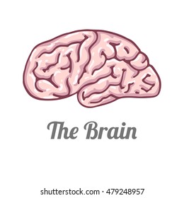 Human brain hand drawn illustration