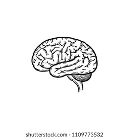Human brain hand drawn outline doodle icon. Brain as a concept of intelligence and smart way of thinking vector sketch illustration for print, web, mobile and infographics isolated on white background