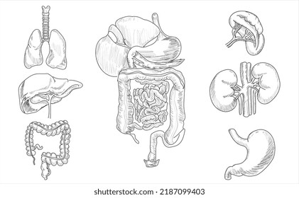 Human brain heart kidney and stomach drawings sketch organs