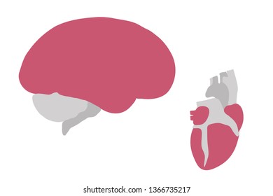 Human brain and heart on a white background. Illustration.
