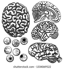 Human brain hemisphere and eyeball or eye set.  Illustration of  top, side and cut layer view isolated on white background.