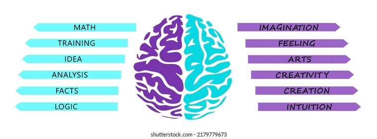 Human brain. The hemispheres of the brain. Functions of the human brain. Infographic about the human brain. Simple composition. Two colors. Banner