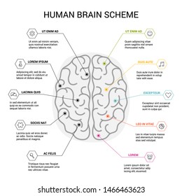 Human brain hemispheres. Right and left hemisphere responsible for creativity and logic on white background