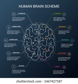 Human brain hemispheres. Right and left hemisphere responsible for creativity and logic. Brain functions