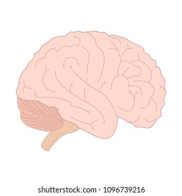 Human brain icon. Brain isolated on a white background. Vector illustration.