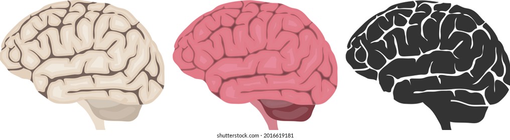 Human brain, human brain icon isolated on white background. Vector, cartoon illustration. Vector.