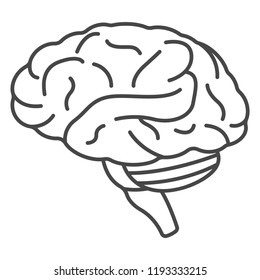 Human brain icon. Outline human brain vector icon for web design isolated on white background