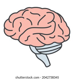 Human brain icon. Outline human brain vector icon color flat isolated on white