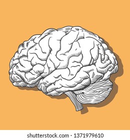 The human brain. Illustration of human brain. 