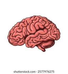 human brain illustration, brain anatomy, with cartoon and realist style, simple brain vector design, brain illustration on a white background.