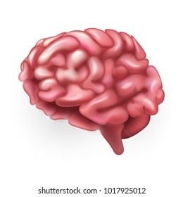 Human Brain. Illustration isolated on white background. Graphic concept for your design