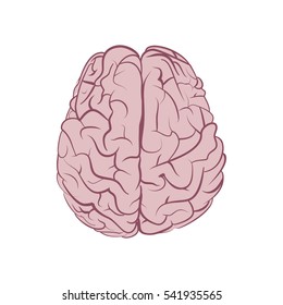 Human brain illustration isolated on white background. Top view realistic cartoon brain. Vector image