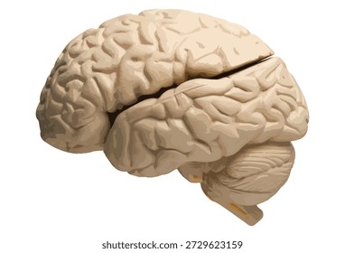 Visão lateral da ilustração do cérebro humano.
Ilustração detalhada do cérebro humano na vista lateral, mostrando gyri e sulci, isolados em um fundo branco. Útil para projetos médicos e educacionais, cartazes de anatomia, apresentações de neurociência, conceitos de saúde mental e livros didáticos de biologia.
