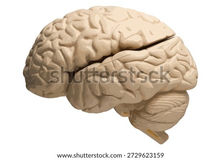 Human brain illustration side view.
Detailed illustration of the human brain in side view, showing gyri and sulci, isolated on a white background. Useful for medical and educational designs, anatomy posters, neuroscience presentations, mental health concepts and biology textbooks.
